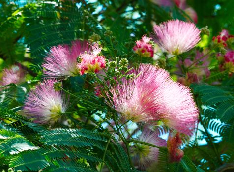 Flowers of acacia (Albizzia julibrissin).