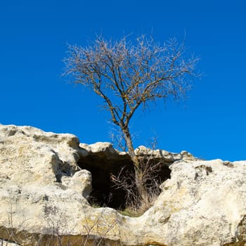 A tree in the sandstone rocks.