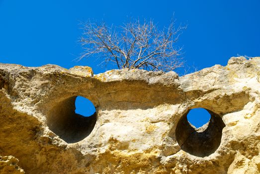 A tree on the sandstone rocks.