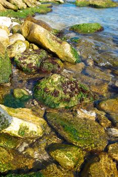 Coast with stones with green marine algae.