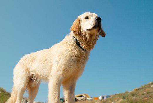 Golden retriever on the coast.