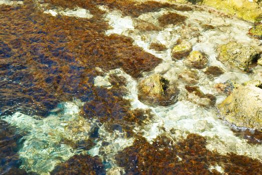 Coast with stones with green marine algae.