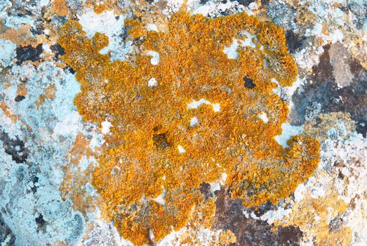 Texture of lichen on the stone.