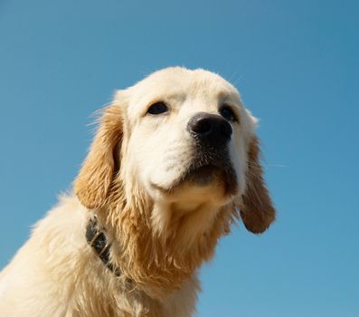 Golden retriever isolated on blue.