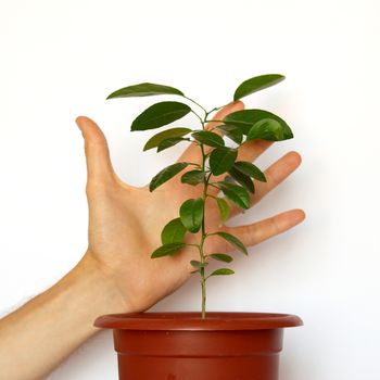 Green young plants with a hand isolated on white.