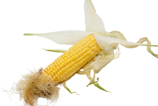 Yellow young corn isolated on white.