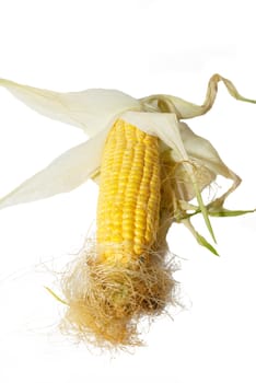 Yellow young corn isolated on white.