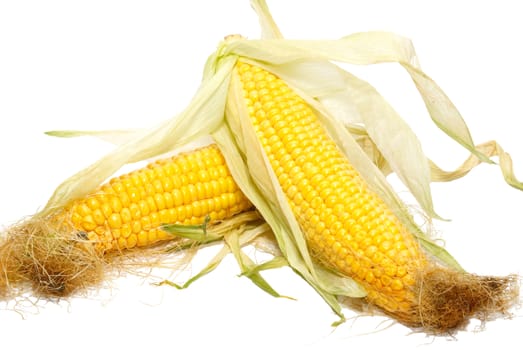 Yellow young corn isolated on white.