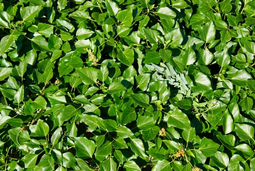 A textured wall of the green leaves.