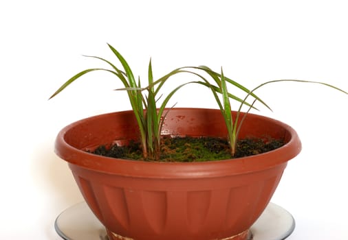 Green young plants in the pot on white background.