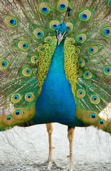 Peacock with open train.