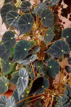 House plant dark begonia.