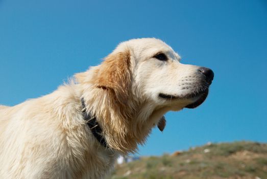 Golden retriever on the coast.