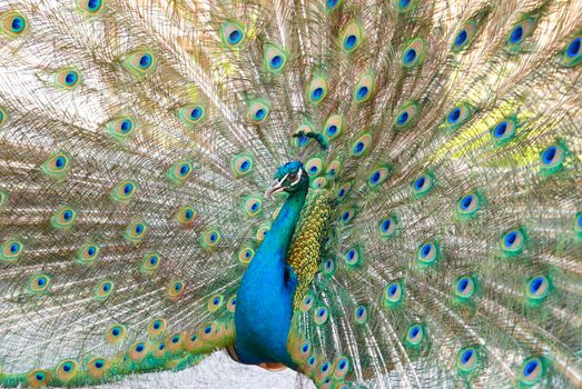 Peacock with open train.