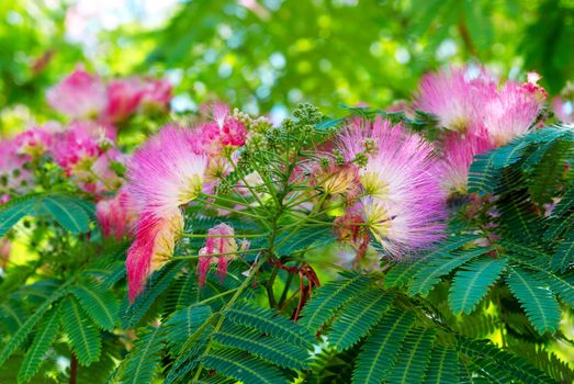 Flowers of acacia (Albizzia julibrissin).