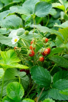 Bright wild strawberries with leaves.