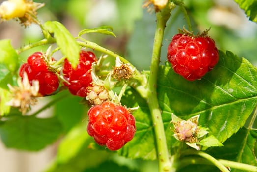 Red wild raspberries soft focus.