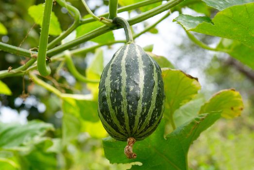 Young green pumpkin with green background.