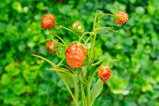 Bright wild strawberries with leaves.