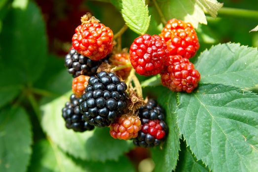 Black and red blackberries close-up, soft focus.