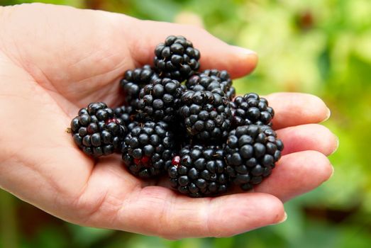 Stack of blackberry in a hand.