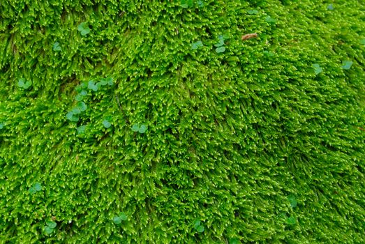 Textured green grass.