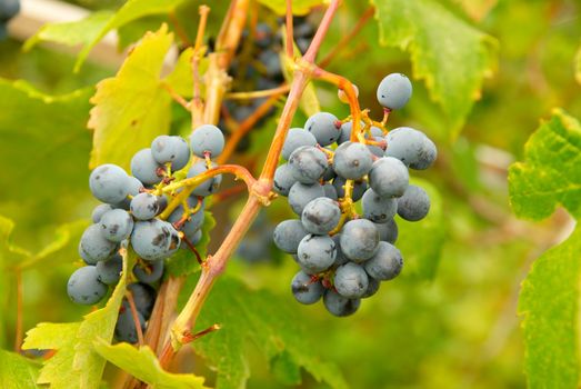 Bunch of black grapes.