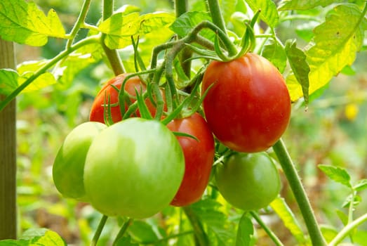 Red and green tomatoes on the bush.