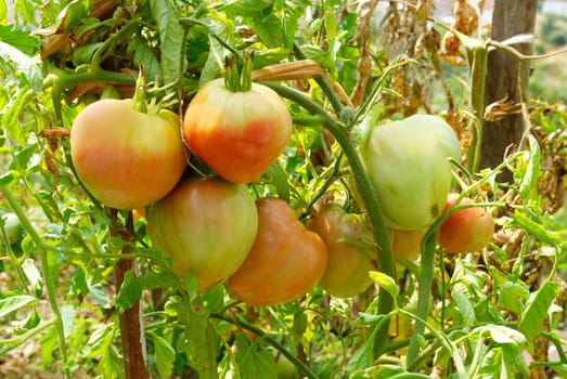 Red and green tomatoes on the bush.