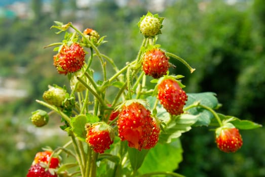 Bright wild strawberries with leaves.