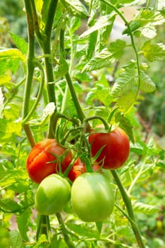 Red and green tomatoes on the bush.