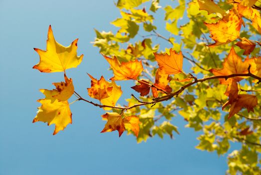 Yellow fall leaves.
