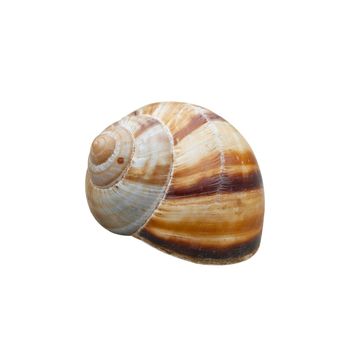 Shell with path isolated on white.