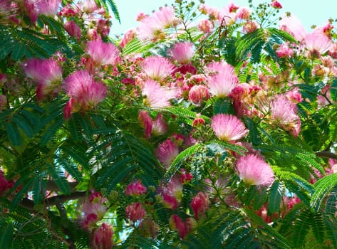 Flowers of acacia (Albizzia julibrissin).