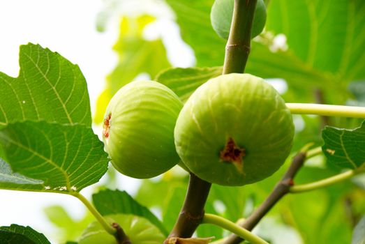 Green figs on the tree.