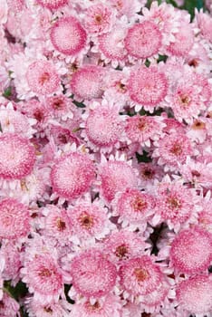 Field of pink chrysanthemum.