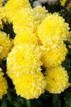 Yellow chrysanthemums.