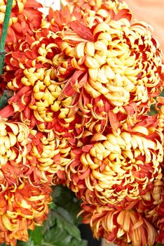 Red-yellow orange chrysanthemums.