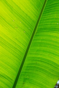 Fresh green banana leaf can be used for backgrounds.