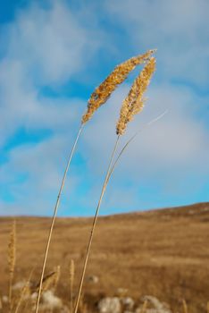 Yellow feather grass with blue sky.