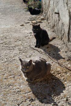 Gray and black cats sitting on the ground.