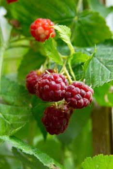 Red wild raspberries soft focus.