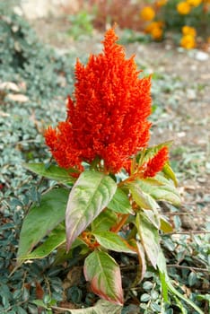 Red flower in the garden.