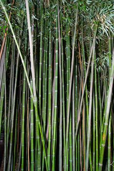 Green zen bamboo.