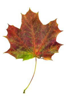 Colorful autumn maple leaf isolated on white background with clipping path