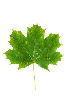 Green maple leaf isolated on white background with clipping path