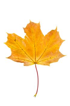 Yellow autumn maple leaf isolated on white background with clipping path