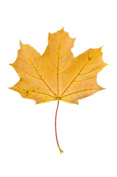 Yellow autumn maple leaf isolated on white background with clipping path