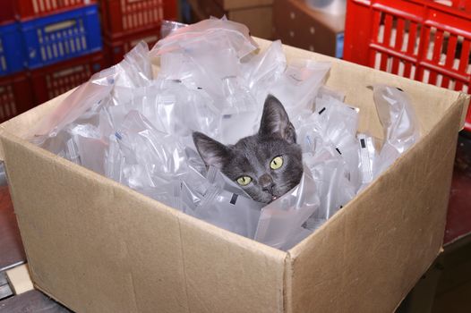 Homeless cat sitting in a cardboard box including plastic packaging in stock.