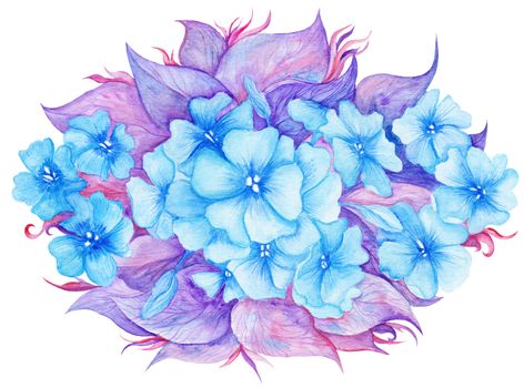 High-detailed hand-painted botanical illustration with hydrangea flowers and leaves